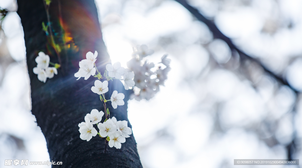 樱花