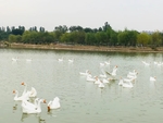 风景