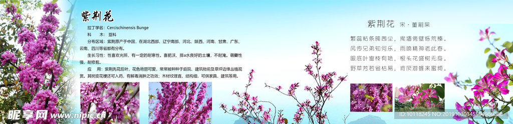 紫荆花