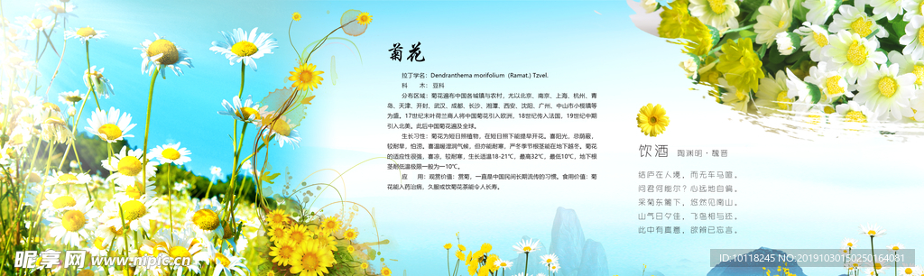 菊花