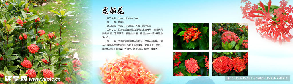 龙船花