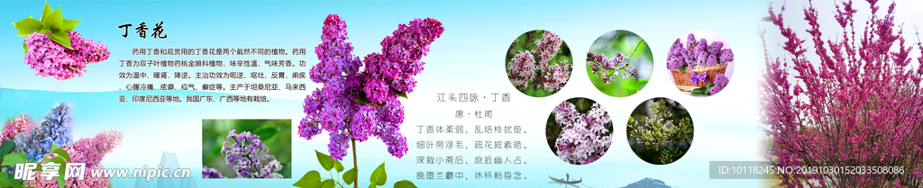 丁香花