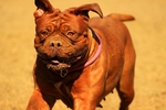 斗牛犬