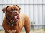 斗牛犬