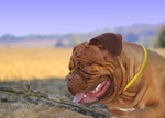 斗牛犬