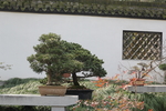 盆景