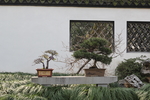 盆景