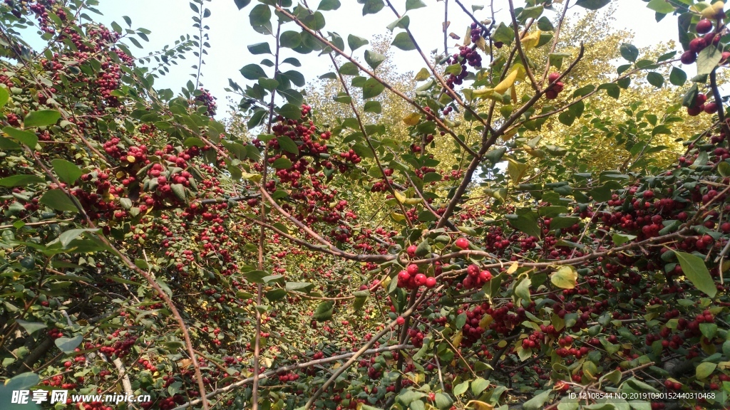 野果树