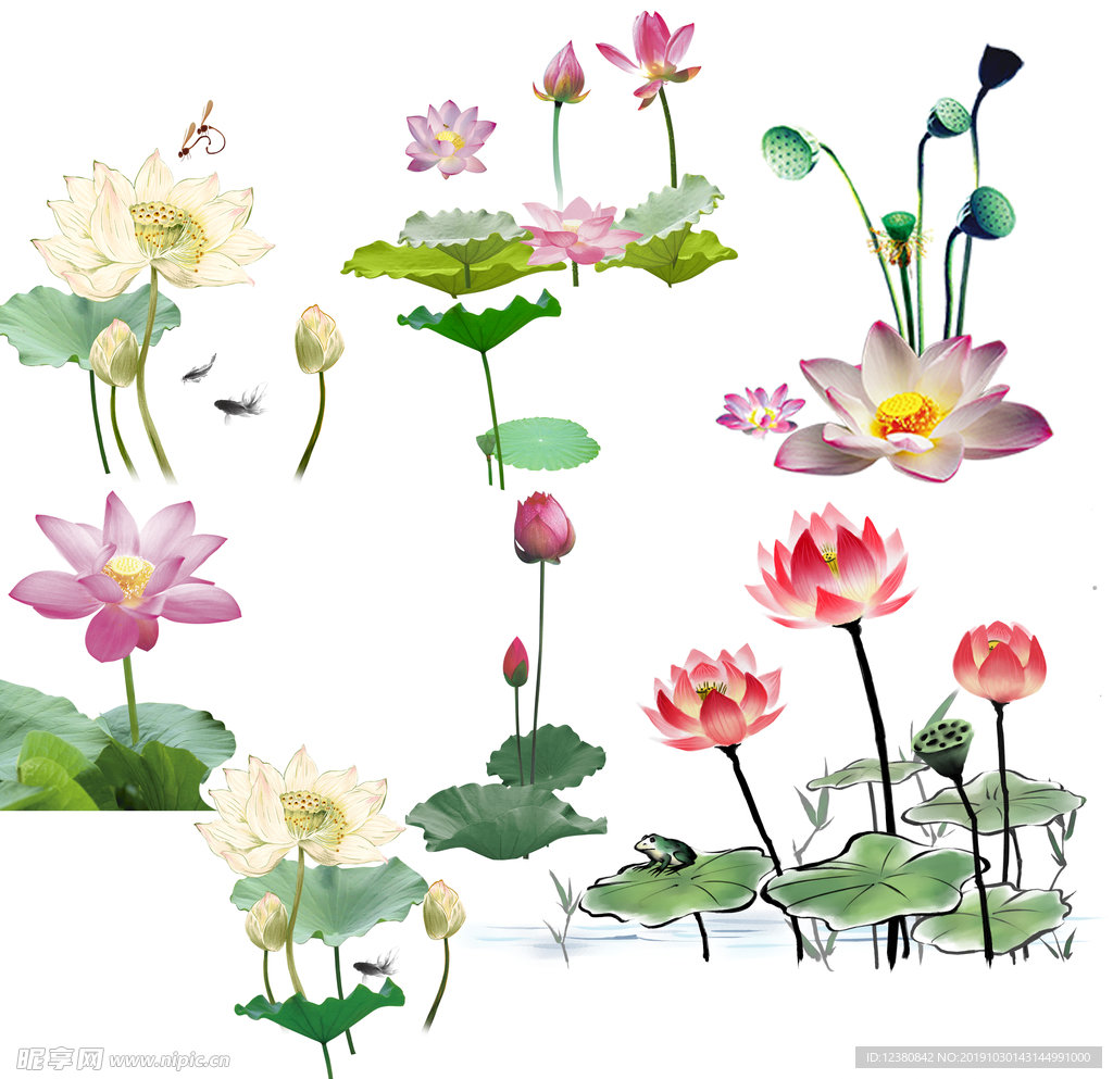 莲花荷花