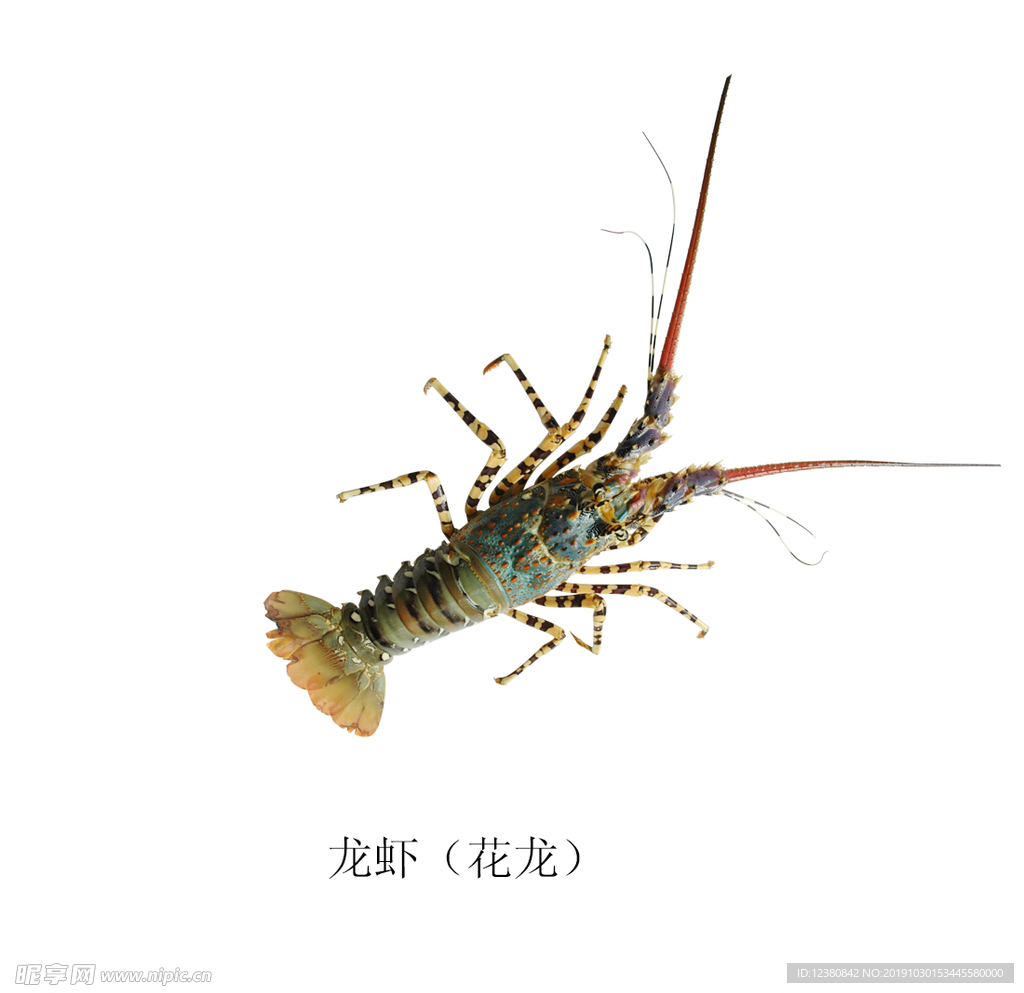 花龙虾