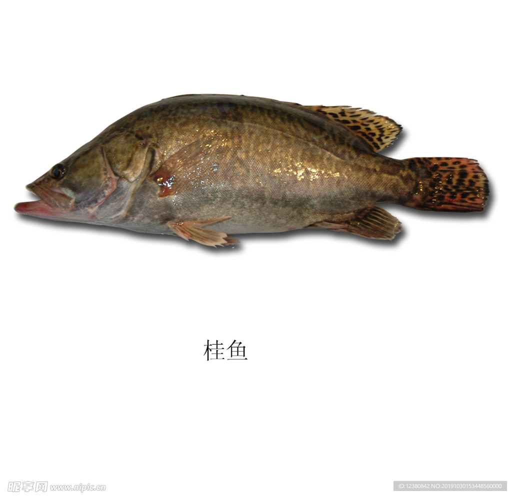 桂鱼