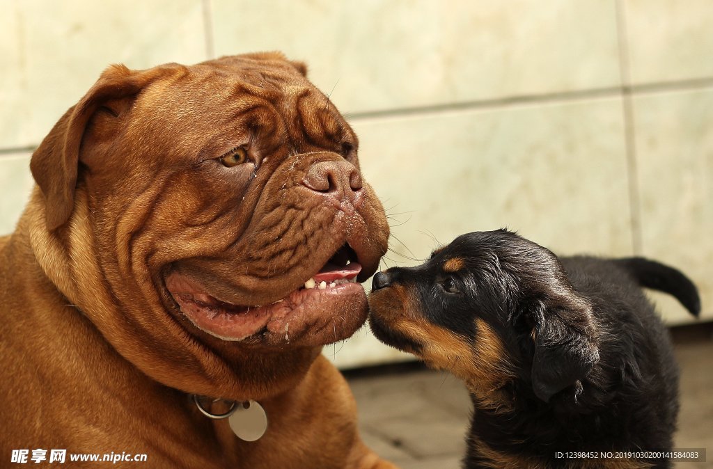 斗牛犬