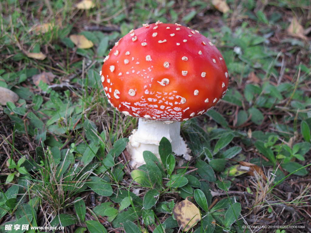 红色毒蘑菇