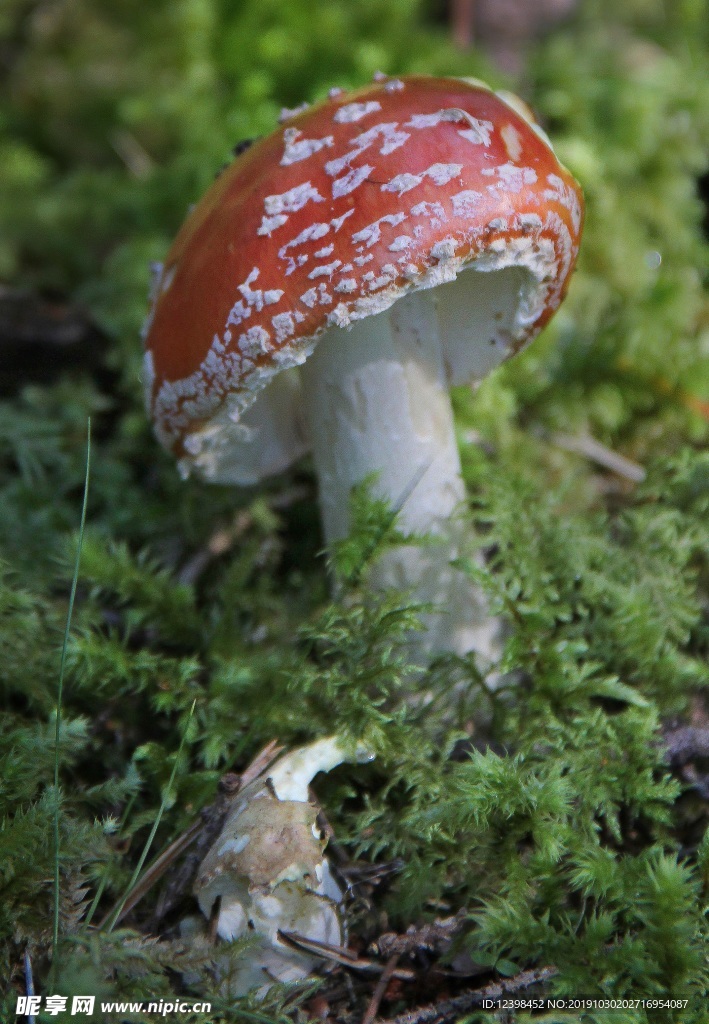 红色毒蘑菇