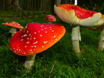 红色毒蘑菇