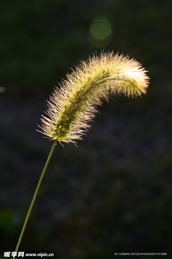 狗尾巴草