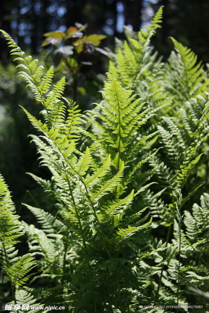 蕨类植物