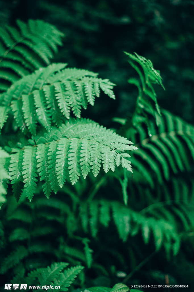 蕨类植物