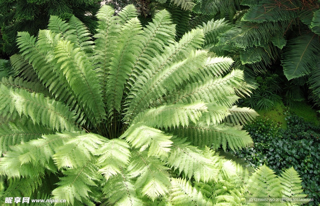 蕨类植物