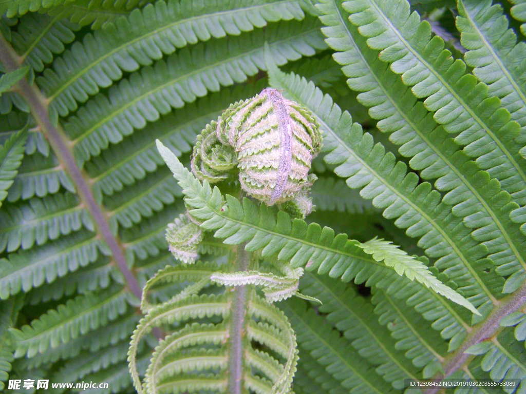 蕨类植物