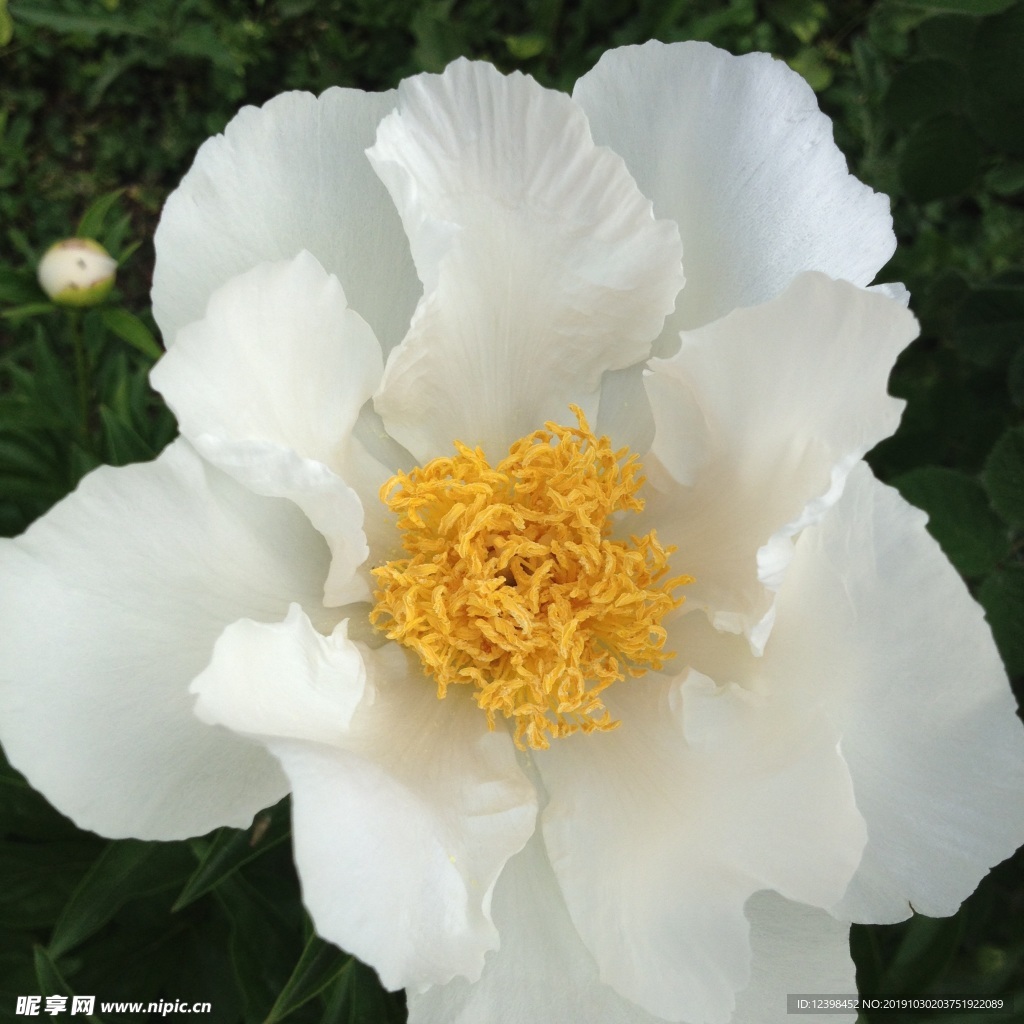 白色牡丹花