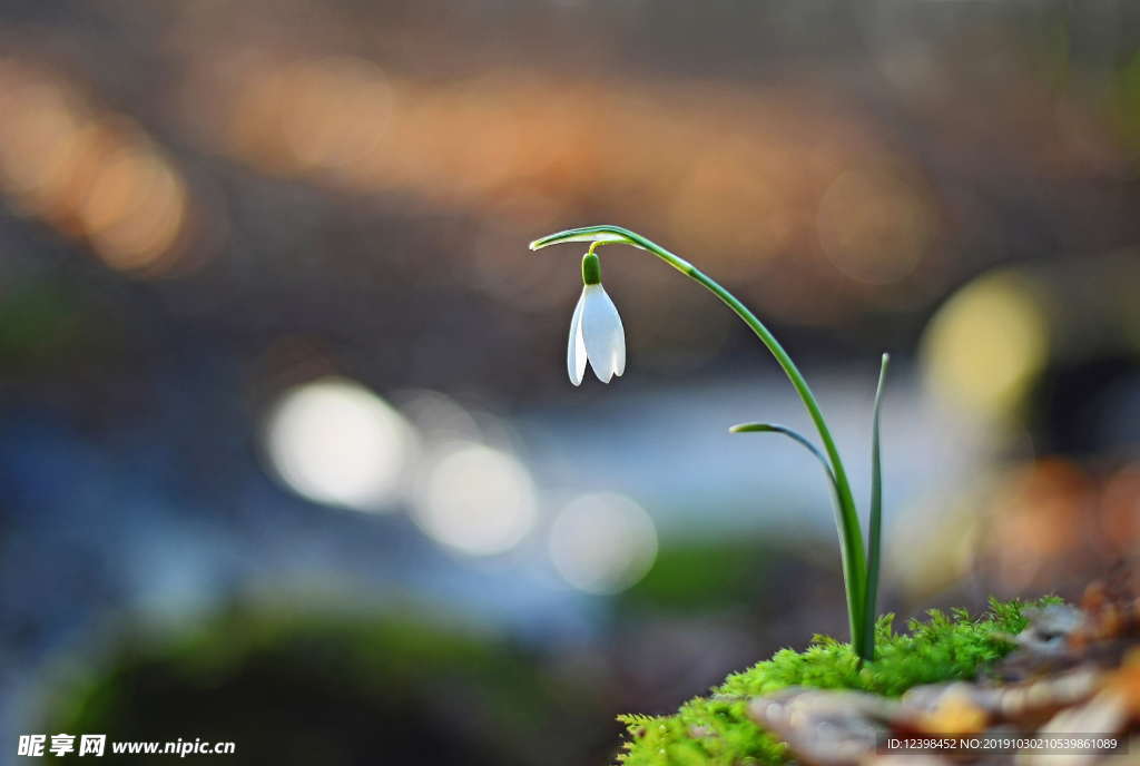 雪花莲