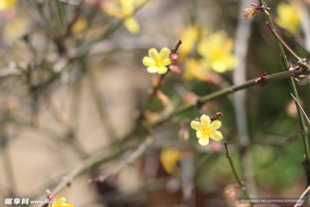 迎春花