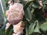 茶花