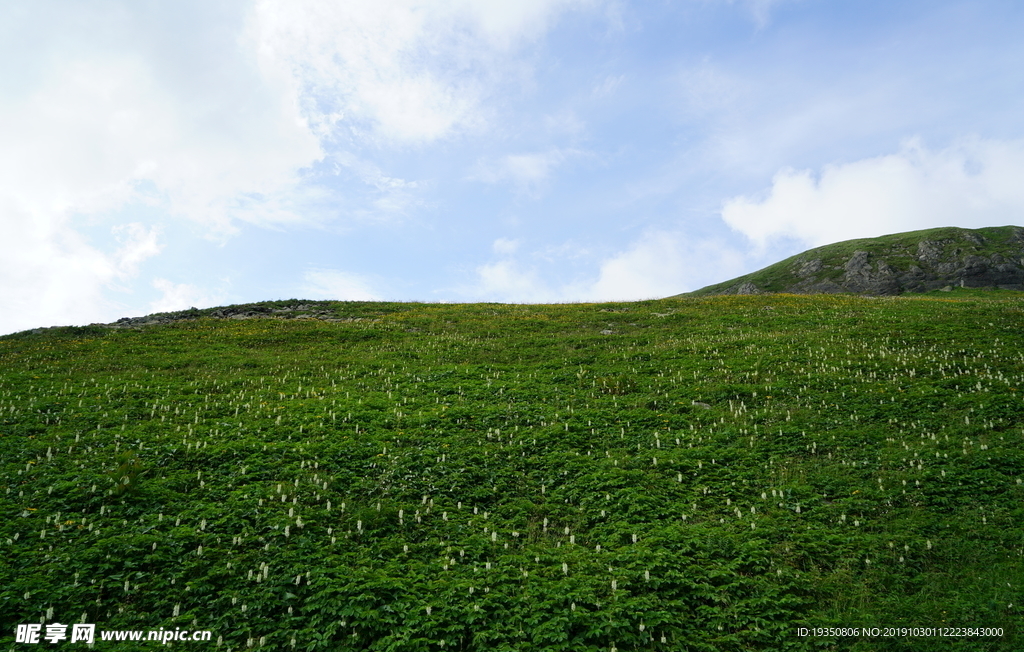 长白山西坡的草原和花