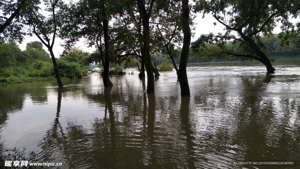 水过树梢