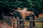 大象