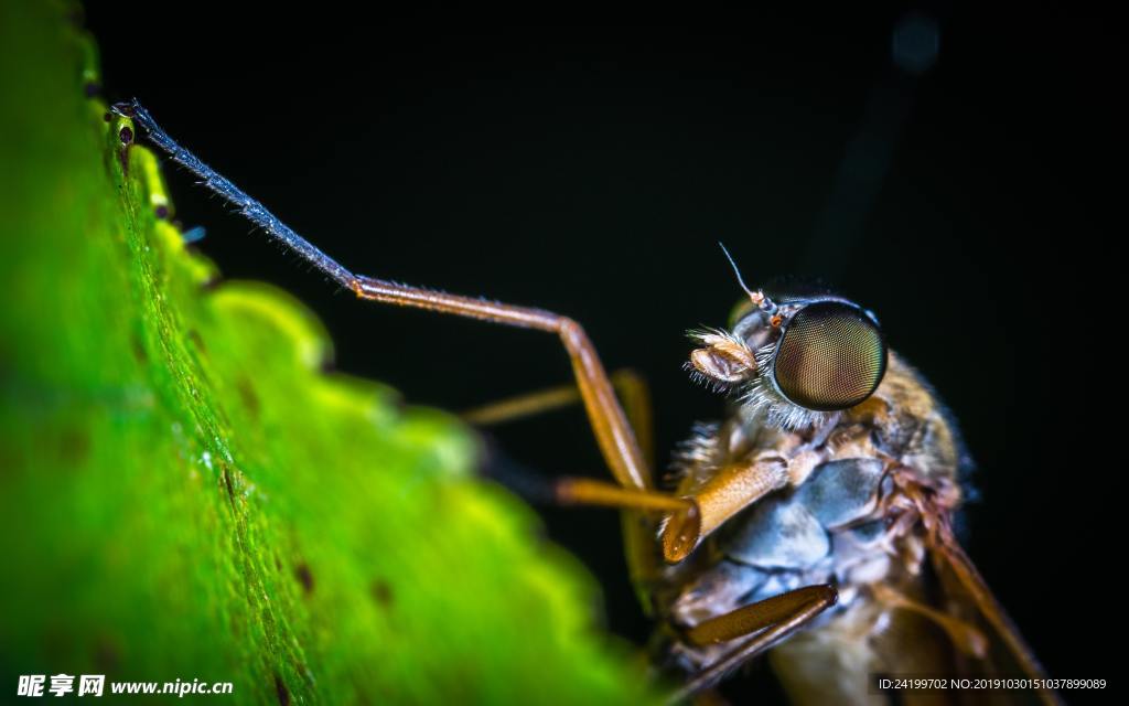 蚊子