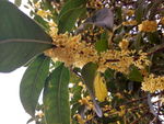 桂花