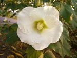 芙蓉花