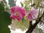 粉色芙蓉花
