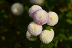 圆球形菊花花卉