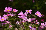 格桑花山花花卉图片