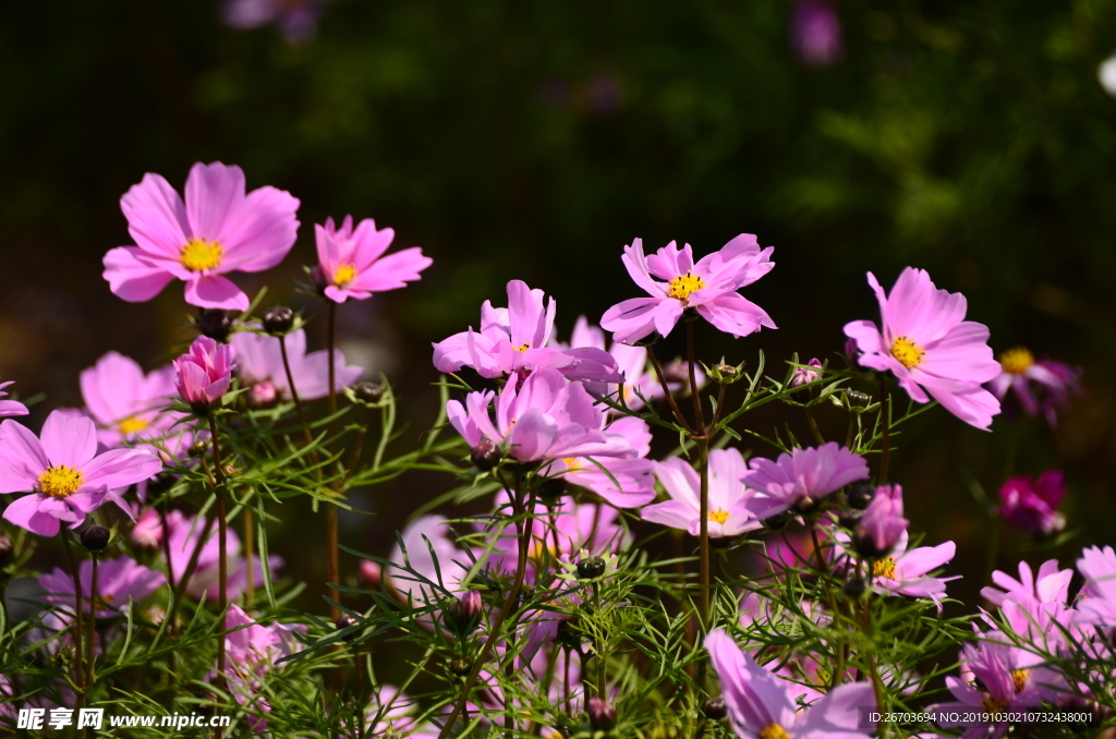 格桑花山花花卉图片