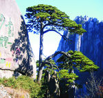 黄山迎客松