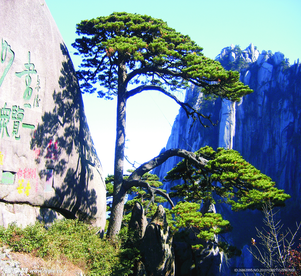 黄山迎客松