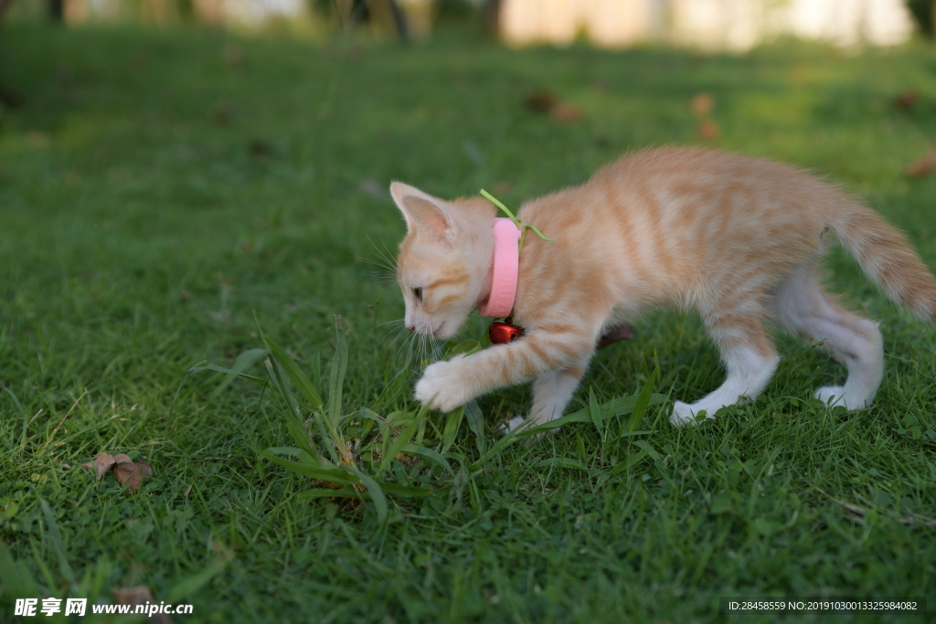 香草和猫