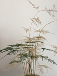 文竹侧面正视