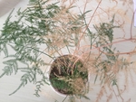 文竹正面俯视