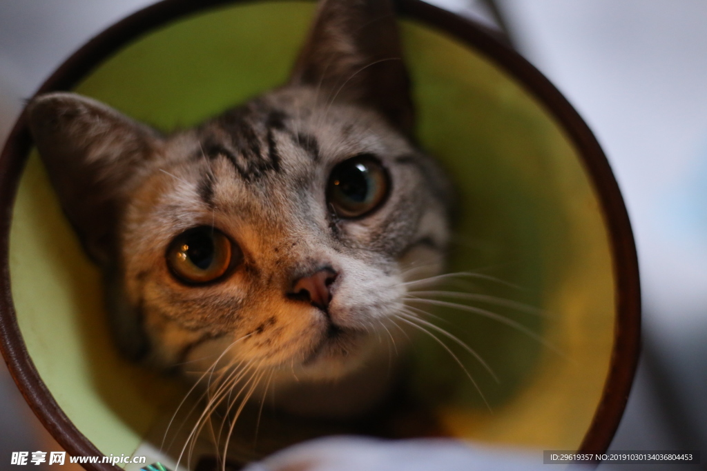 猫