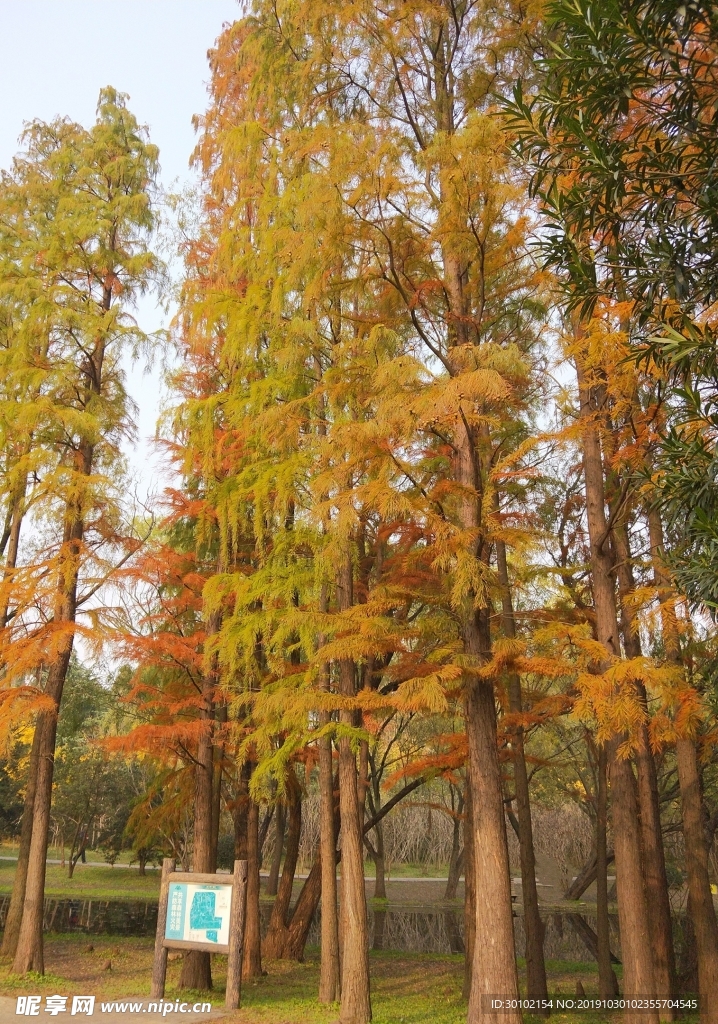 秋天多彩杉树自然风景