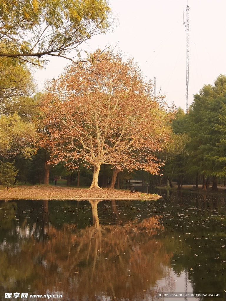 秋天梧桐树湖边倒影