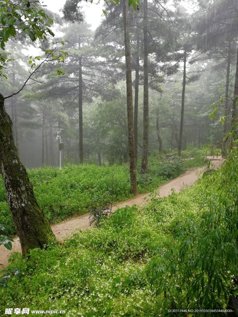 雨中的树林