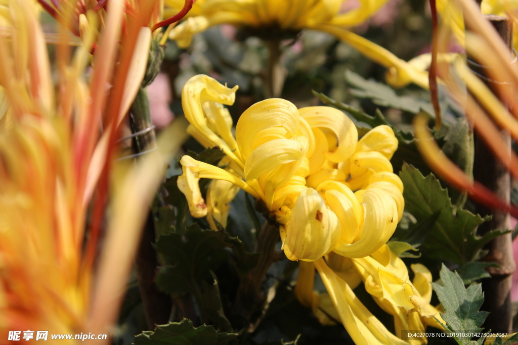 菊花
