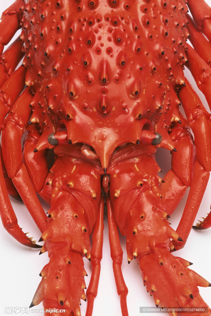 龙虾