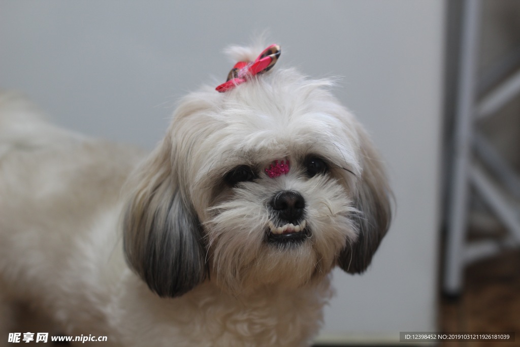 泰迪犬